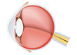 Ojo anatomía
