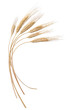 grano