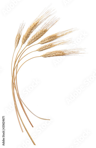grano