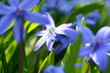 Scilla
