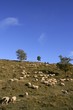 flock of sheep in mountain side in a sunny  day