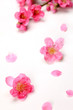 peach blossom