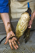 Cleaning an oil bird