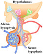Illustration: Hypothalamus-Hypophysis Hypothalamus-Hypophysis