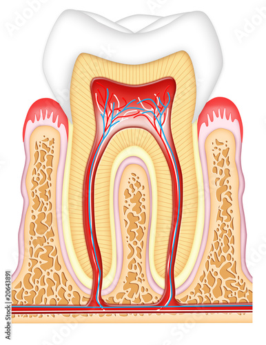 Illustration: Tooth cross-section Tooth cross-section