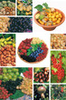 petits fruits
