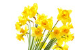 Daffodils