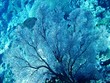 Sea Fan off Bunaken Island Manado Indonesia