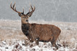 stag