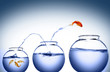 goldfish jumping goldfish jumping