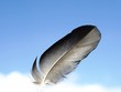 feather