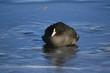 Eisvogel III