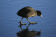 Eisvogel IV
