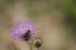Fond ecran abeille fleur