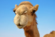 Kamel