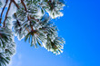 Branche de sapin sous la neige