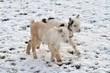 Baby lambs frollicking in snow
