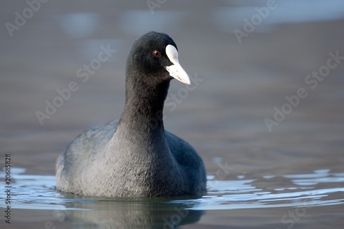 Photo: Bläßhuhn Bläßhuhn