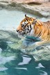 Picture of a bengal tiger near the water .