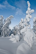 Schneelandschaft