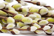 pussy willows arranged on a brown twig