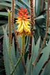Photo: Aloe Vera Aloe Vera