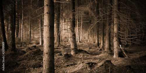 Photo: Spooky forest Spooky forest
