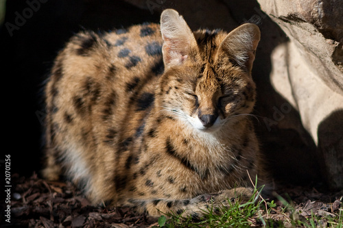 Serval