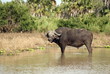 African buffalo, Selous National Park, Tanzania