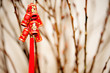 decorative firecracker with gingko branch  in chinese new year