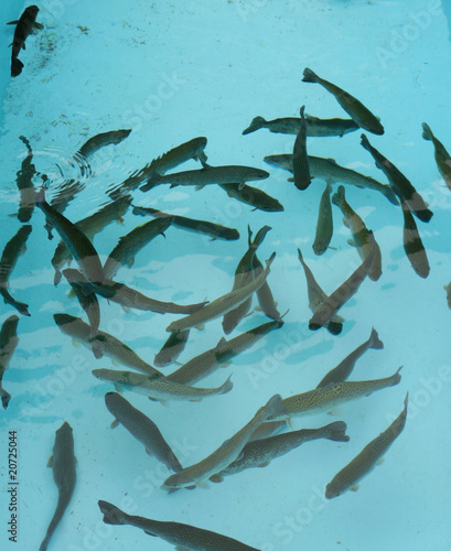 Photo: trouts farm trouts farm