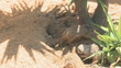 Video: Suricata suricate or meerkat (Suricata suricatta) family Suricata suricate or meerkat (Suricata suricatta) family