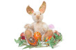 Easter Bunny Isolated