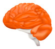 Brain side view