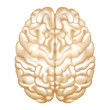 Brain