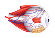 Eye