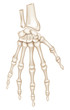 Hand Bones