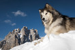 The King of the Mountain