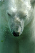 Eisbär