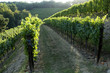 Vineyard rows