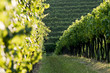 Vineyard rows
