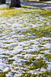 Winter frost