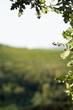 Vineyards
