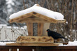Foto: Vogelhaus mit Amsel Vogelhaus mit Amsel