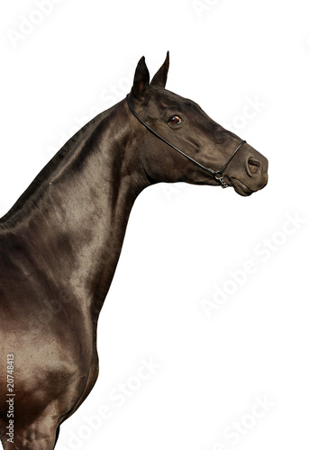 Photo: Black horse isolated Black horse isolated