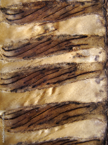 Photo: semilla, detalle asbtracto semilla, detalle asbtracto