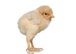 Little yellow chicken Little yellow chicken