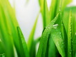 Photo en ligne au meilleur prix Wet green grass
