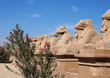 Luxor