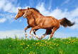 Image : Two stallions gallop in field